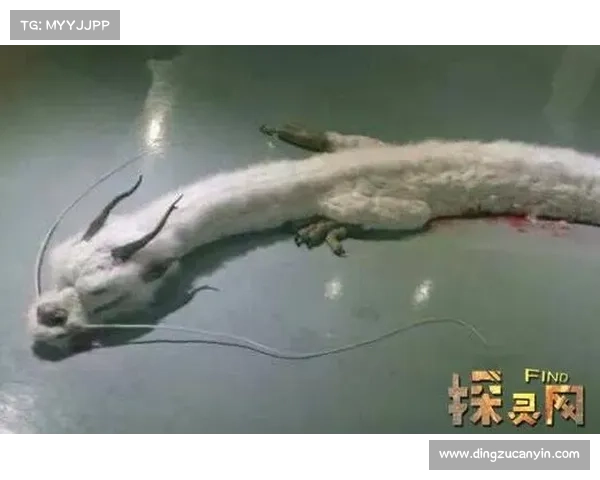 神兽森林秘境探险指南：探索隐藏千年的古老传说与神秘生物